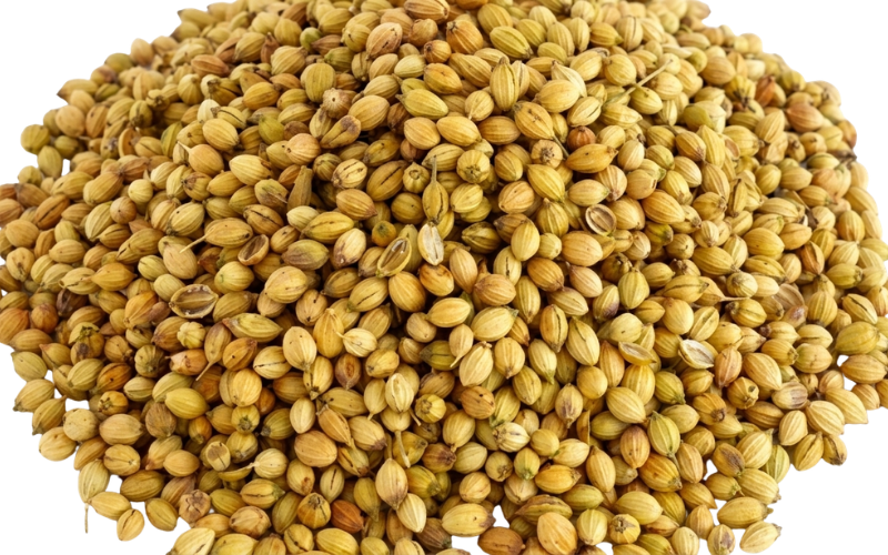 Coriander